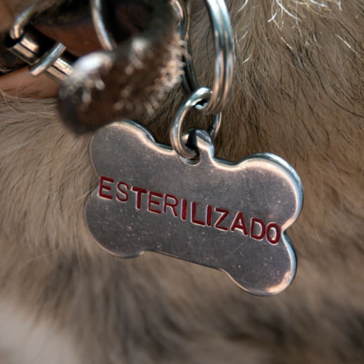 Xochimilco realizará jornada gratis de esterilización para perros y gatos: Estos son los requisitos