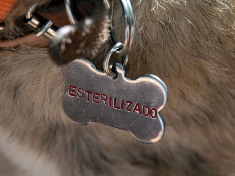 La jornada gratuita de esterilización se realizará este jueves en el barrio San Antonio, alcaldía Xochimilco.