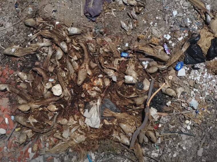 Fallan Marina y FGR contra el tráfico de totoaba.