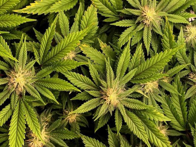Mitos y realidades de la marihuana