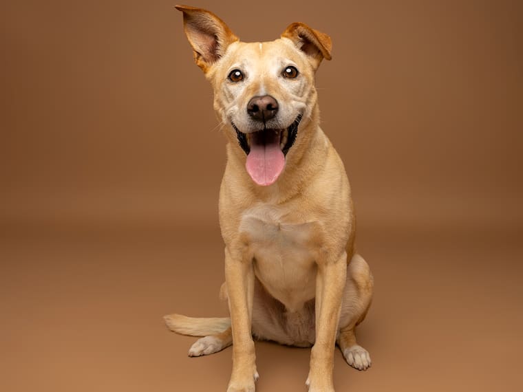 Martha Debayle | Happy to Help: Pet Fest 2026 con Brenda Salayandía