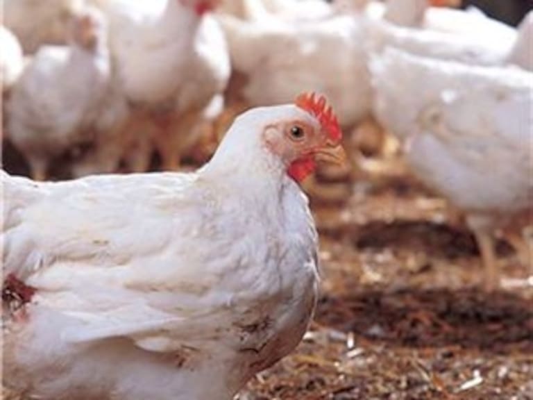 Influenza aviar podría dejar pérdidas por cuatro mil 600 millones de pesos: SAGARPA