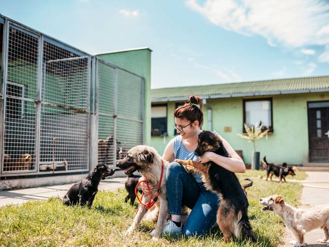 Paga tus multas de tránsito dando amor a perritos rescatados del Metro: Qué sanciones aplican y cómo registrarse