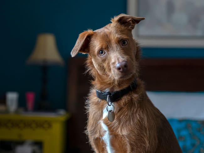 ¿Hasta 4 años de prisión? Buscan castigar la apología del maltrato animal en la CDMX