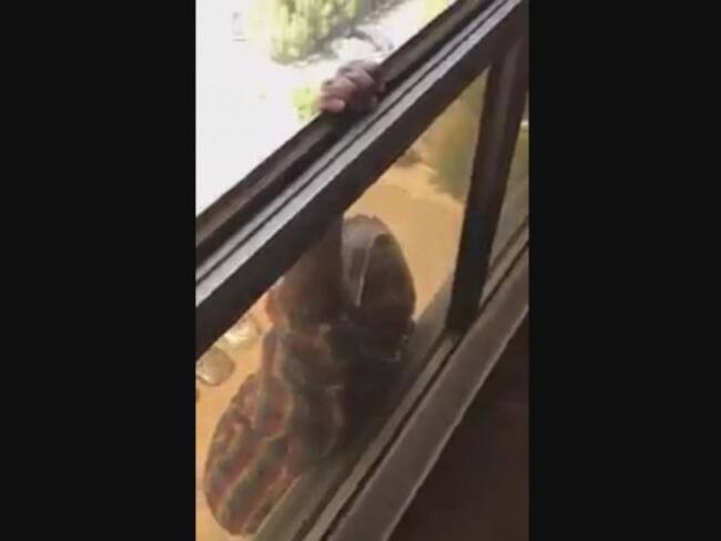 VIDEO: Empleada cae de séptimo piso y su jefa la graba en video