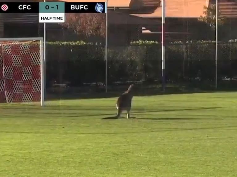Un canguro interrumpió un partido de futbol