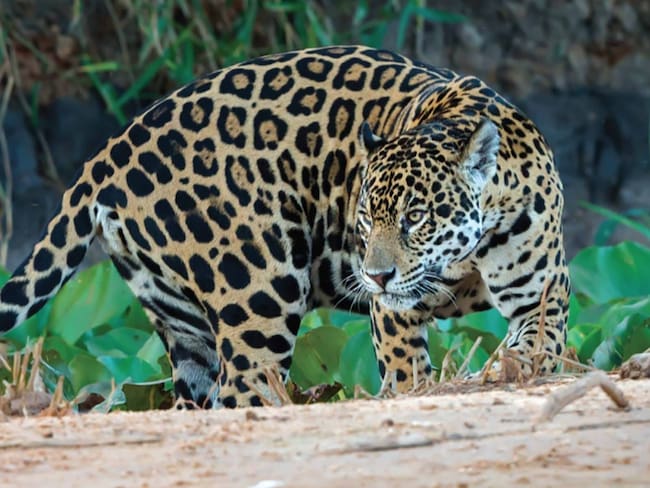 Salvando al jaguar: la misión de científicos mexicanos dentro de la selva