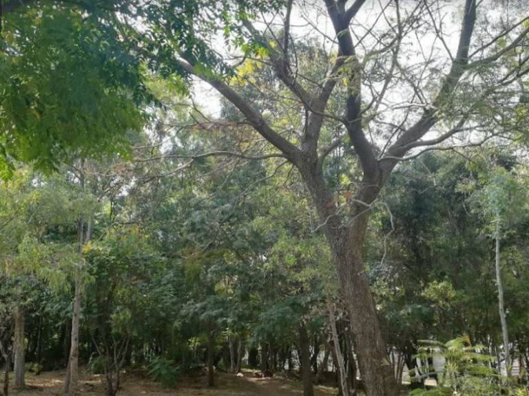 Niega Guadalajara que haya tala de árboles en el parque Arboledas del Sur