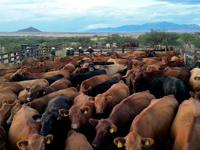 Ganaderos piden priorizar el consumo de carne nacional ante crisis por gusano barrenador