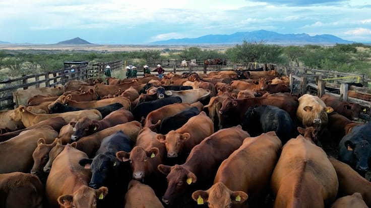Ganaderos piden priorizar el consumo de carne nacional ante crisis por gusano barrenador