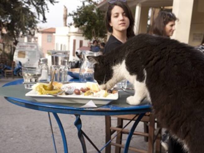 Miauterapia para comer. Jean Piña desde Francia