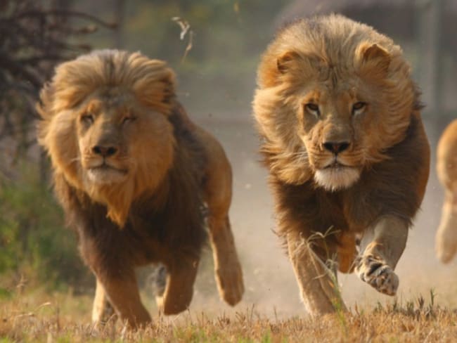 Leones devoran a cazadores en Sudáfrica
