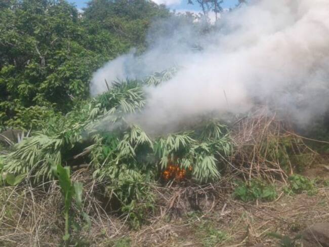 Destruyen marihuana en Amatitán