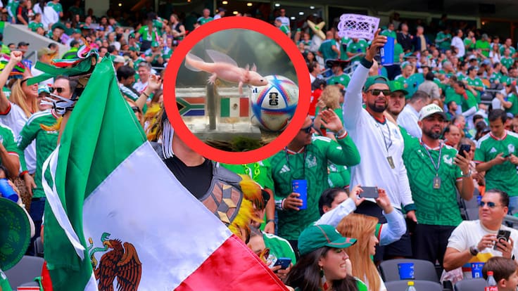 ¿Ajolote vidente? Conoce a Paco, el animalito que se volvió viral por predecir el triunfo de México ante Corea del Sur