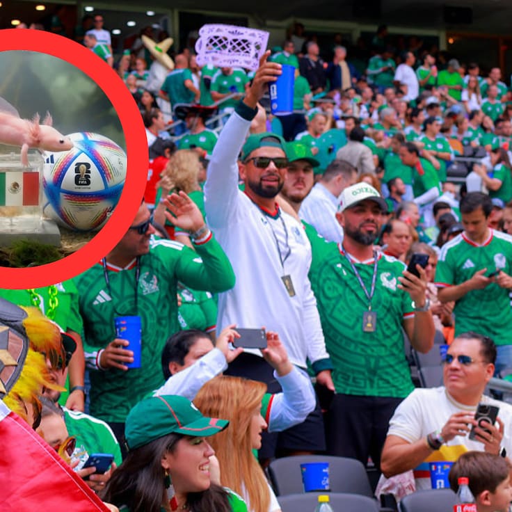¿Ajolote vidente? Conoce a Paco, el animalito que se volvió viral por predecir el triunfo de México ante Corea del Sur