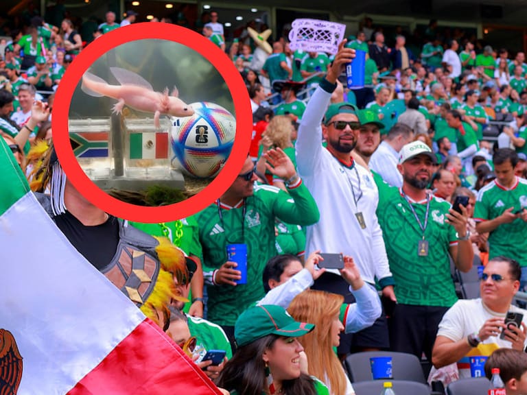 Mx - Paco, el ajolote que predice quién ganará en el Mundial 2026