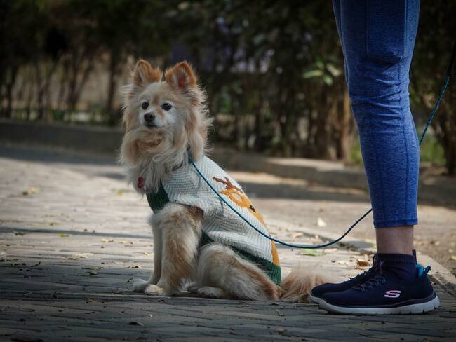 Dr. Simi inaugura Simi Pet Care: ¿Qué servicios ofrece para mascotas y cuáles son los precios?