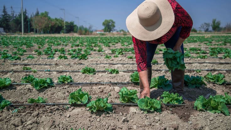 Empresa retira del mercado estadounidense lechuga iceberg procedente de México por brote de parásito