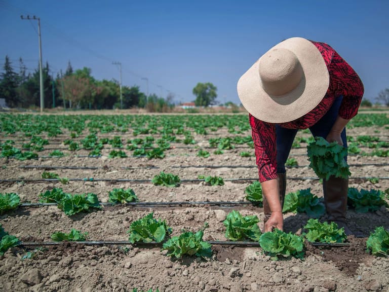 Producción de lechuga