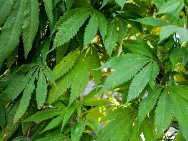 Senado discute despenalizar uso “adulto” de la marihuana