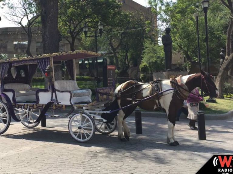Un paro cardiaco fue la causa de la muerte de un caballo de calandria en Guadalajara