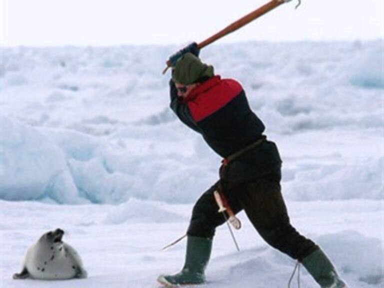 Inicia caza de focas en Canadá