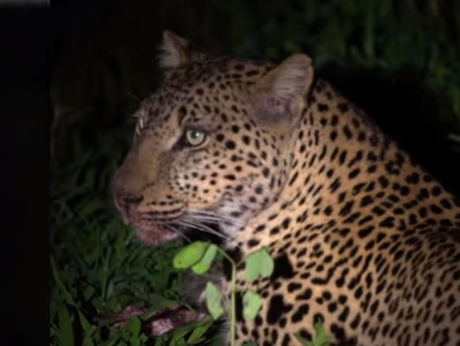 Impresionante; Leopardo roba comida a un cocodrilo mientras dormía