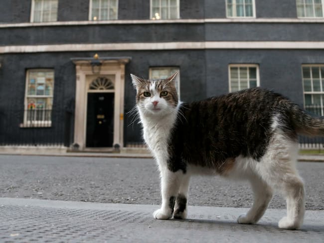 Larry, el famoso gato de Downing Street que ha sobrevivido a varios gobiernos; ¿Cuál es su historia?