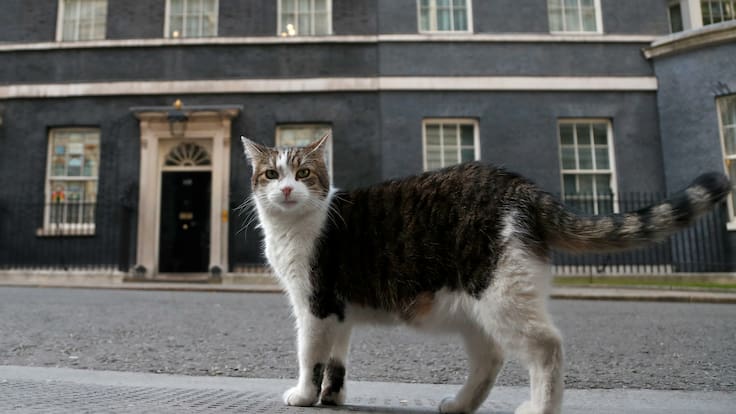 Larry, el famoso gato de Downing Street que ha sobrevivido a varios gobiernos; ¿Cuál es su historia?