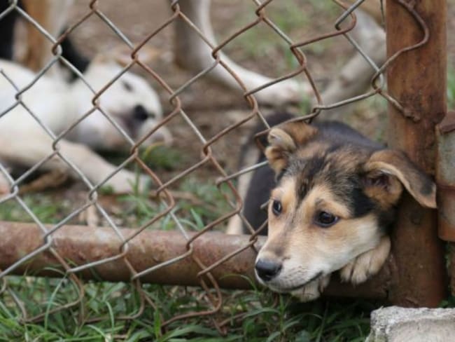 Denuncia el maltrato animal