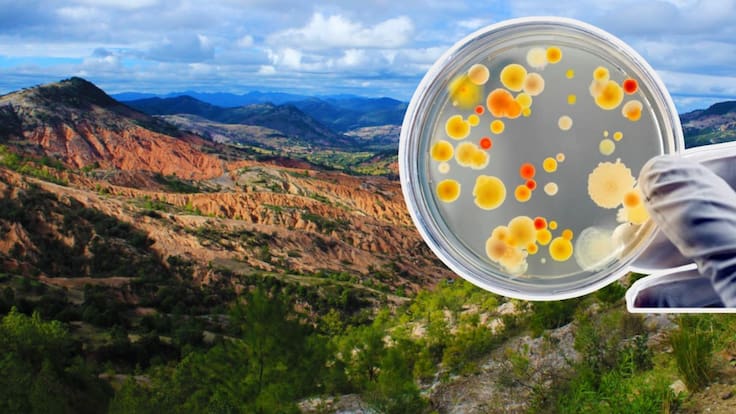Descubren en Oaxaca un “ejército de bacterias” que podrían transformar la agricultura