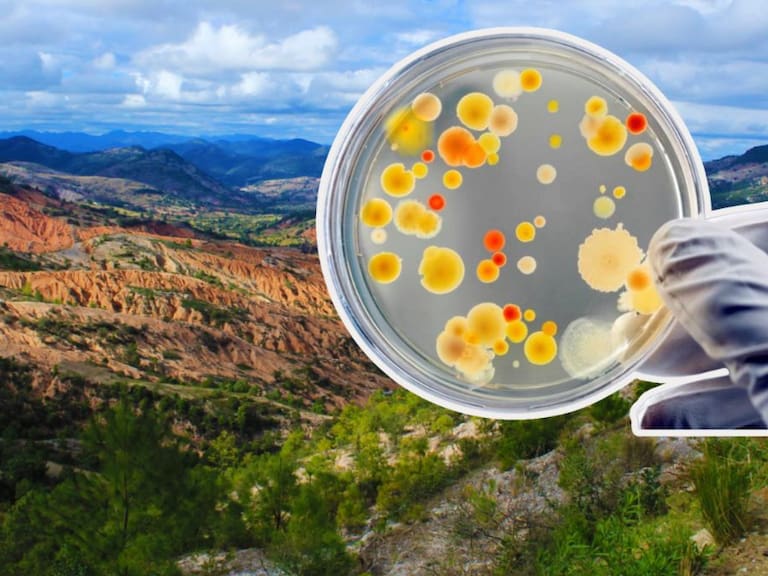 Este descubrimiento no solo aporta a la ciencia genómica, sino que también integra saberes ancestrales sobre el manejo del suelo. UNAM