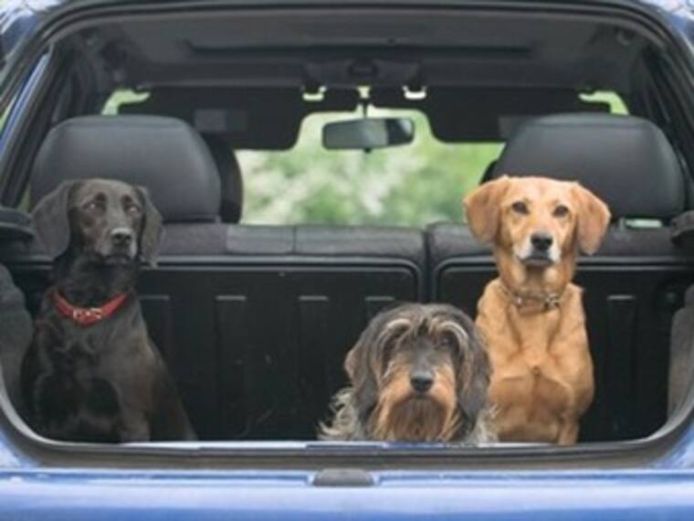 Transporte de animales. 'El reino animal' con Marielena Hoyo 18/05/13