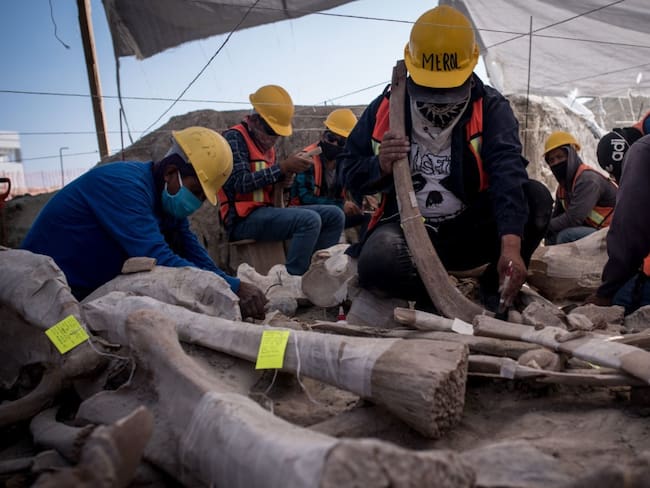 Ordena juez federal proteger vestigios de mamuts en Santa Lucía