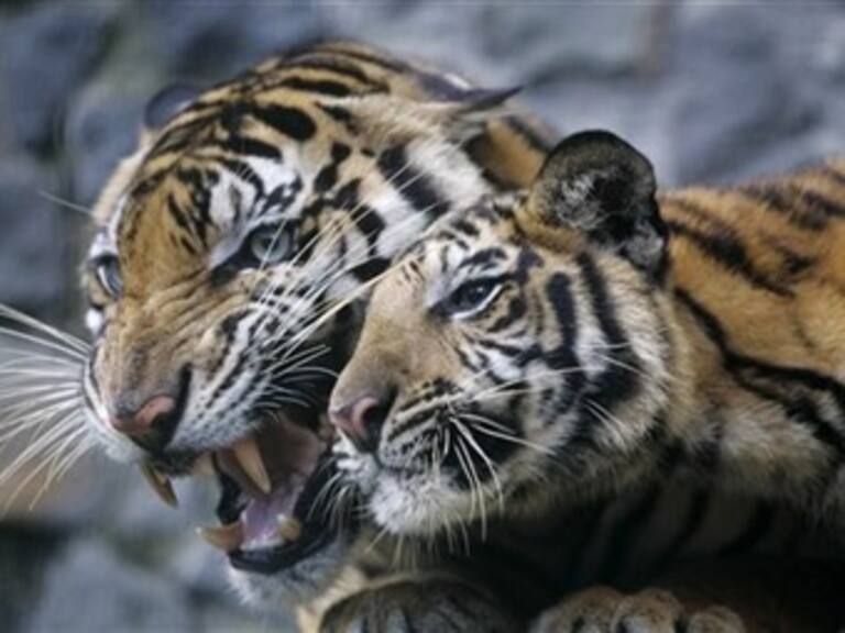 Confiscan ocho tigres en Cancún