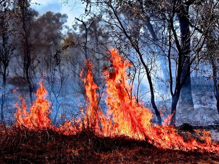 Incendios atípicos en Australia han sido influidos por el calentamiento global: Martín Bonfil