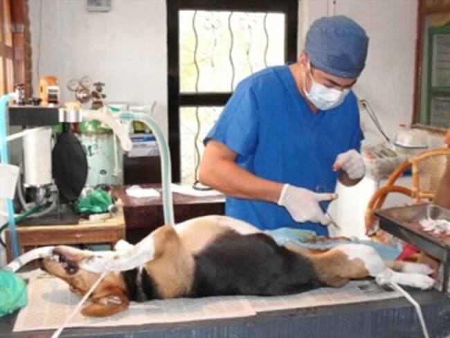 Esterilización. Maria Elena Hoyo, activista por los derechos de los animales. 26/01/13