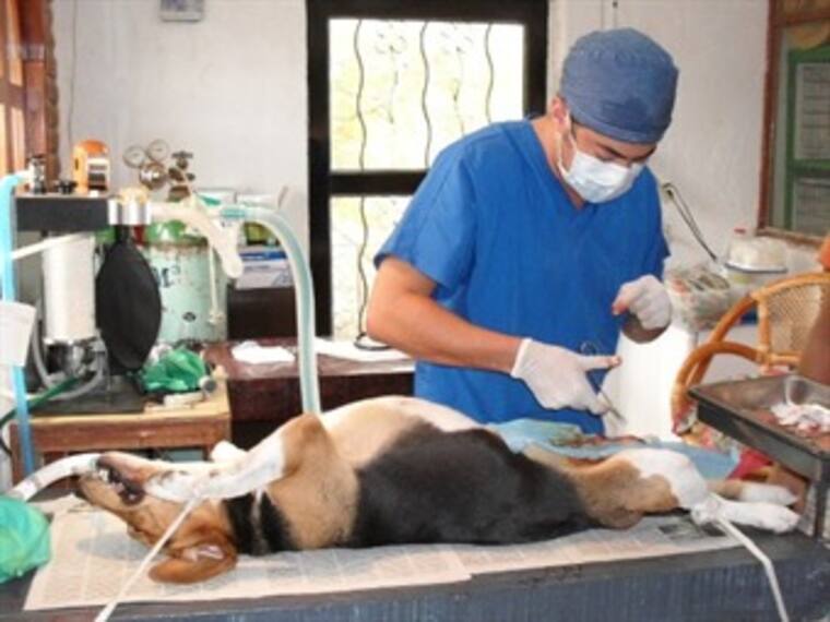 Esterilización. Maria Elena Hoyo, activista por los derechos de los animales. 26/01/13
