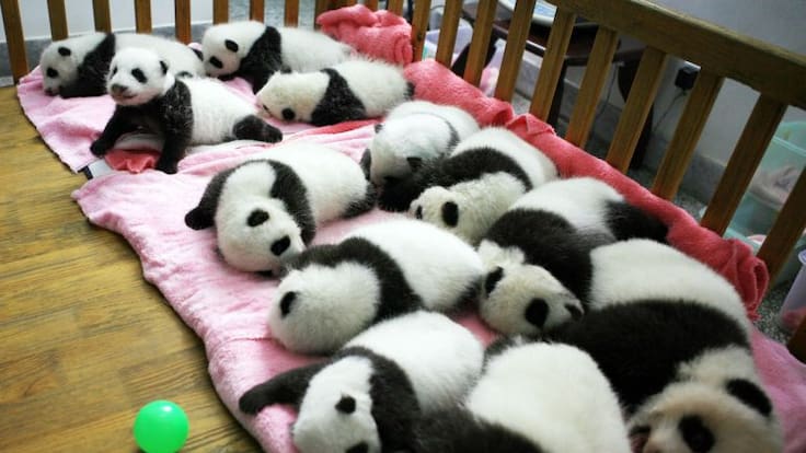 China te paga por abrazar bebés pandas