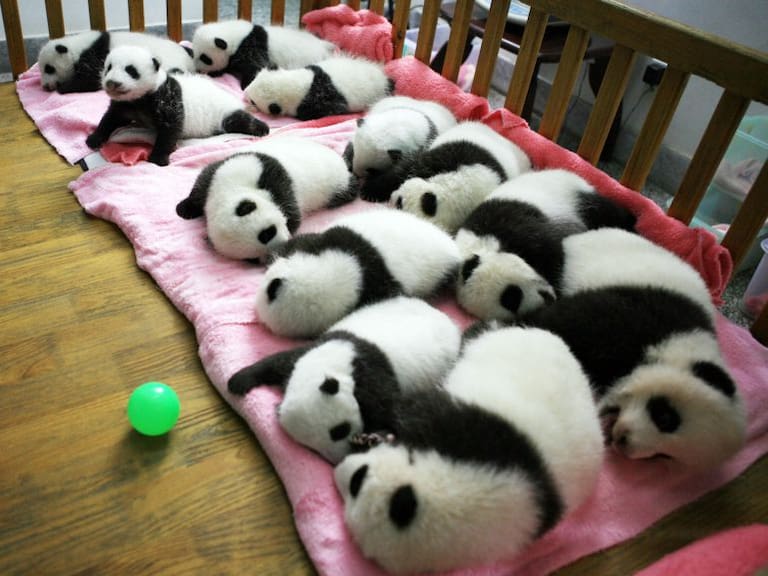 China te paga por abrazar bebés pandas
