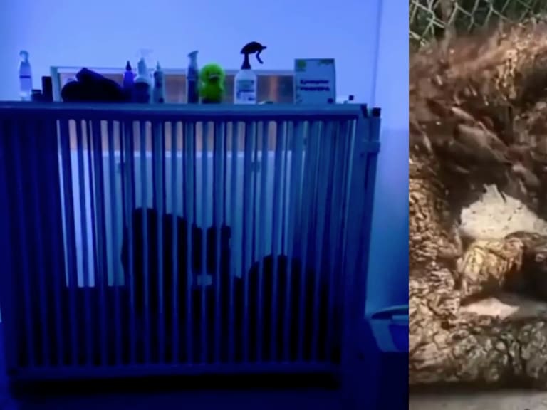 La osa Mina sigue luchando para estar fuera de peligro mientras especialistas vigilan su salud en la Fundación Invictus