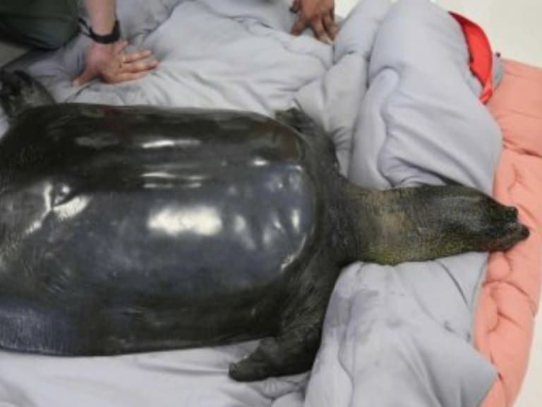 Hemos perdido a la última tortuga hembra de caparazón blando