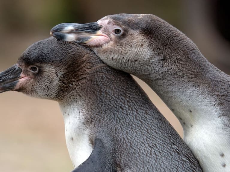 Extraordinario; esta pareja de pingüinos gay adopta huevo para cuidarlo