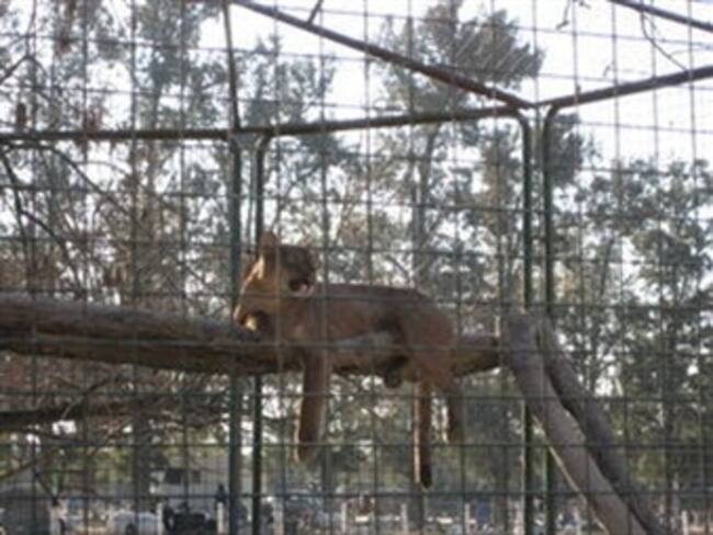 Muere niño por ataque de puma en Perú