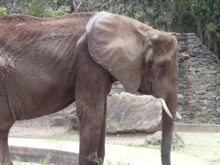 Muere elefanta por falta de alimento