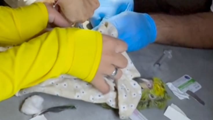 Panchito, el loro que dio esperanza entre los escombros y no logró sobrevivir