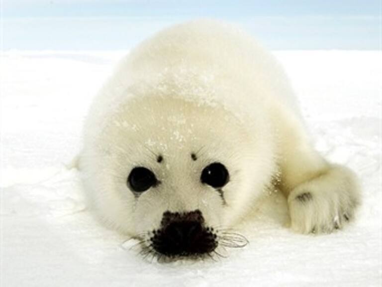 Llevará Canadá disputa por caza de focas ante OMC