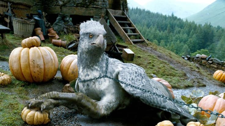 Conoce al ave parecida a “Buckbeak”, el hipogrifo de Harry Potter