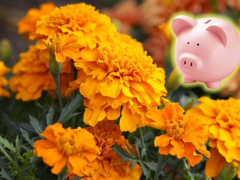 La flor de cempasúchil es un elemento clave en la ofrenda de Día de Muertos.