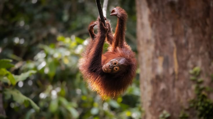 La biodiversidad mundial en alerta: más de 49 mil especies ya enfrentan riesgo de extinción